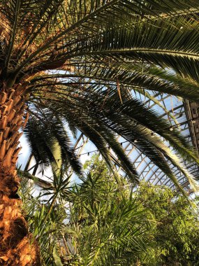 Saint-Petersburg serasında Evergreen Palm ve diğer bitkiler.