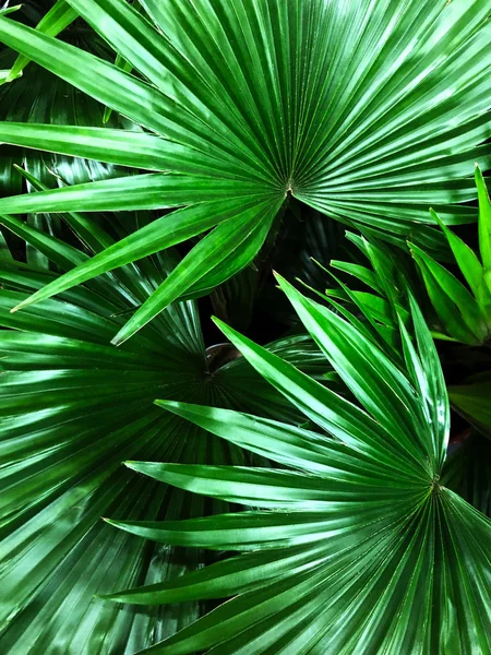 Beautiful green palma leaves background. — 스톡 사진