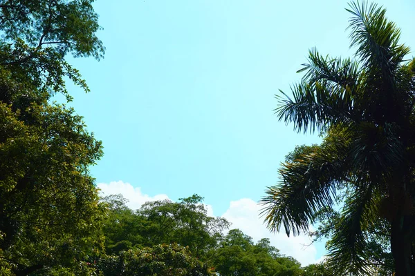 Fundo tropical com palma e céu azul . — Fotografia de Stock