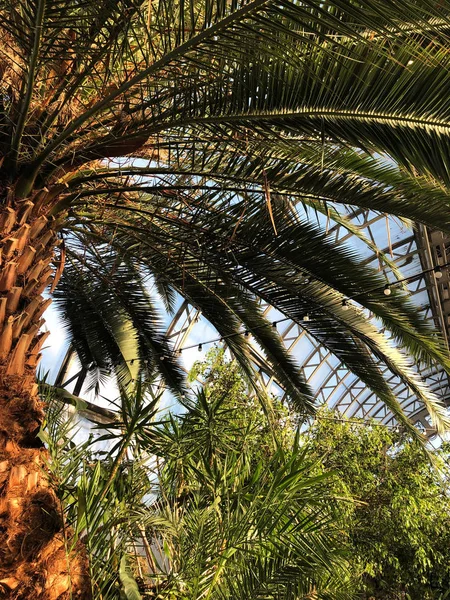 Saint-Petersburg serasında Evergreen Palm ve diğer bitkiler.