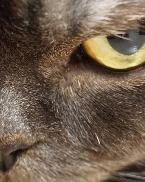 Belo e preto nariz de gato macro . — Fotografia de Stock
