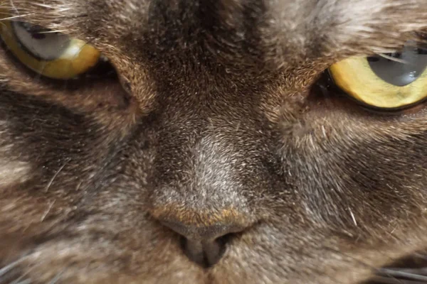 Belo e preto nariz de gato macro . — Fotografia de Stock