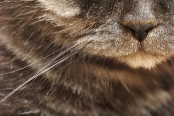 Hermosa y negra nariz de gato macro . — Foto de Stock
