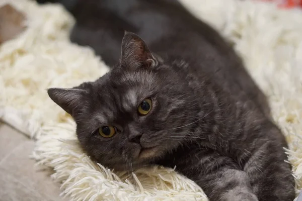 Smiling scotitish grey cat on chair. — Stock Photo, Image