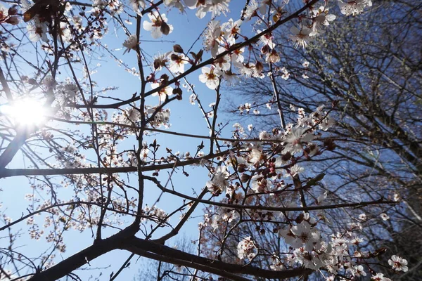 Çiçek açmış kiraz çiçekleri..