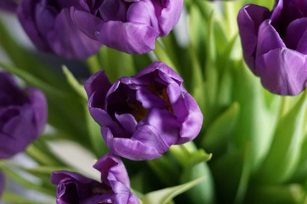 Taze bahar menekşe laleleri çiçek arka planı.
