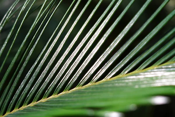 Tropisch grüne Palmblätter Hintergrund. Defokussierter Teil. — Stockfoto