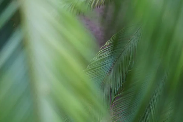 Fundo azulado com folhas de palma . — Fotografia de Stock