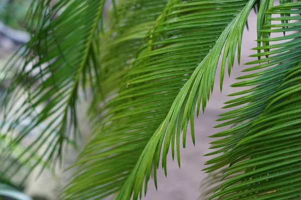 Blauer Hintergrund mit Palmblättern. — Stockfoto