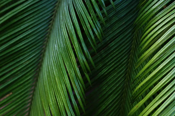 Fundo azulado com folhas de palma . — Fotografia de Stock