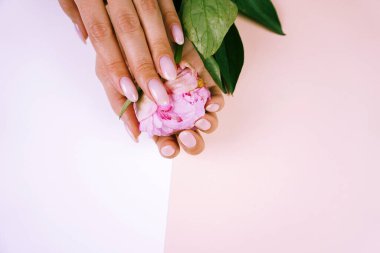 Güzel pembe şakayık bayanların ellerinde.