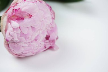 Beyaz arka planda izole edilmiş güzel pembe şakayık çiçeği.