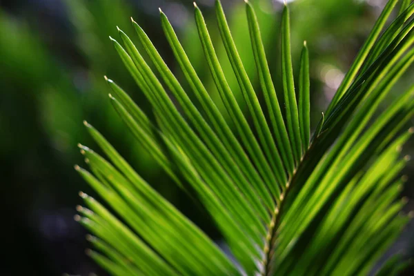 Fond bleu avec des feuilles de palmier . Images De Stock Libres De Droits
