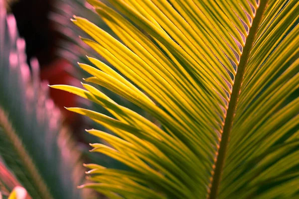 Hintergrund mit Palmblättern. Selektiver Fokus. — Stockfoto