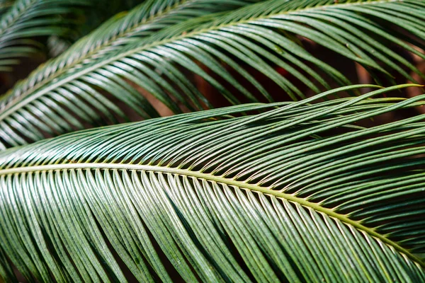Фон Пальмовыми Листьями Ботаническом Саду — стоковое фото