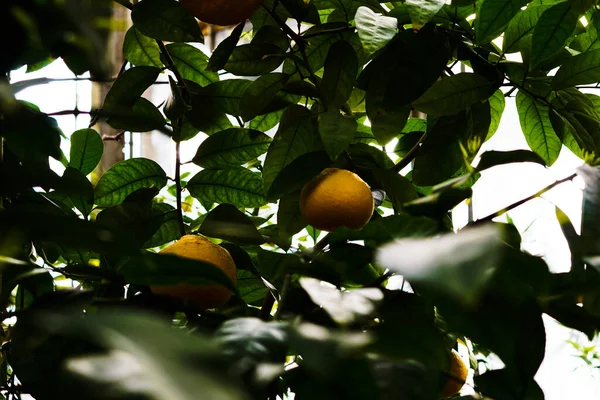 Mandarim Com Frutos Maduros Jardim Botânico — Fotografia de Stock