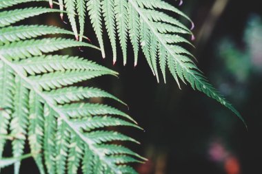 Taze yeşil eğreltiotu yapraklı arka plan.