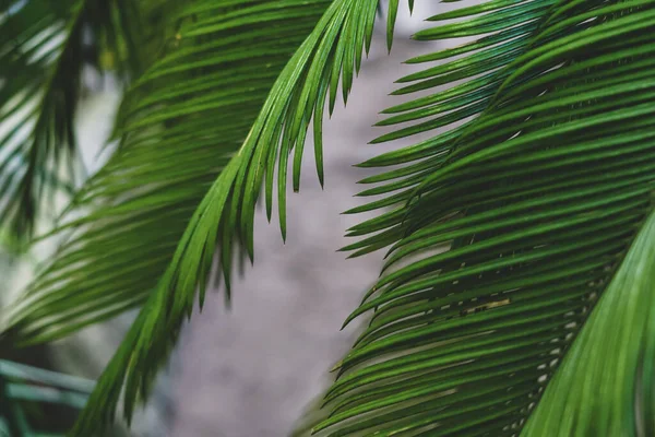 Achtergrond Met Palmbladeren Botanische Tuin — Stockfoto