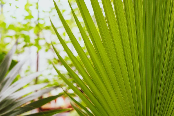 Hintergrund Mit Palmblättern Botanischen Garten — Stockfoto