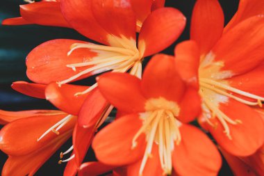 Güzel turuncu clivia çiçekleri arka plan.