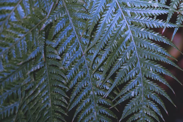 Fond avec des feuilles de fougère bleue . — Photo