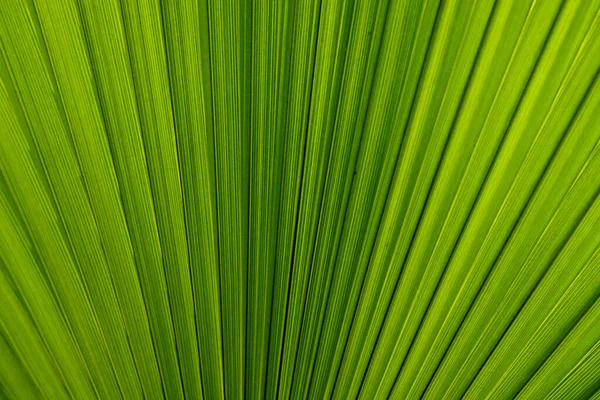 Bakgrund med palmblad. Makro. — Stockfoto