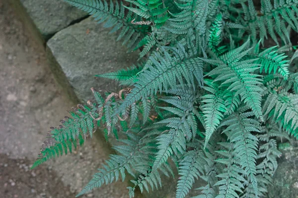 Taze yeşil eğreltiotu yapraklı arka plan.