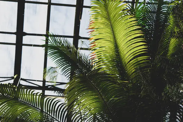 Фон Пальмовыми Листьями Ботаническом Саду — стоковое фото