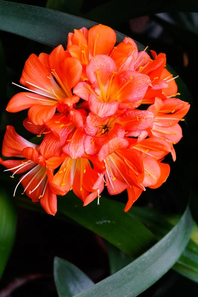 Πορτοκαλί Κλίβια Λουλούδια Φόντο Οικογένεια Amaryllis — Φωτογραφία Αρχείου
