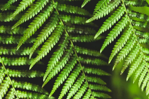 Fond Avec Des Feuilles Fraîches Fougère Verte Images De Stock Libres De Droits