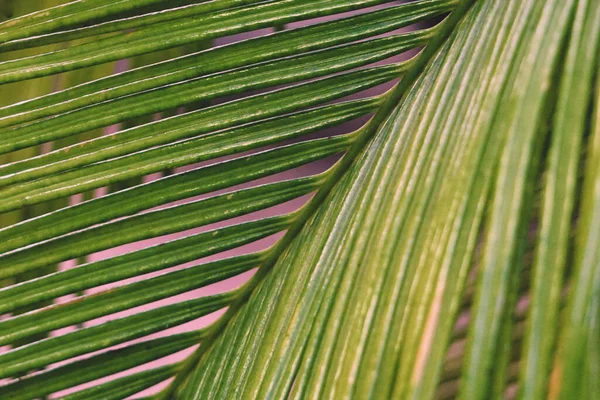 Fundo Com Folhas Palma Jardim Botânico — Fotografia de Stock