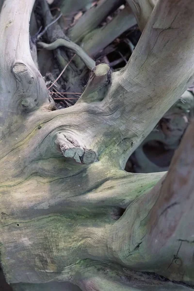 Primer Plano Del Tronco Árbol Texturizado Con Nudos — Foto de Stock