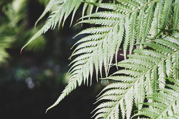 Фон Свежими Зелеными Листьями Папоротника — стоковое фото