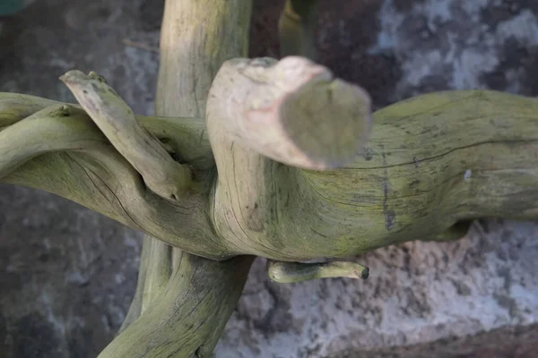 Primer plano del tronco del árbol. — Foto de Stock