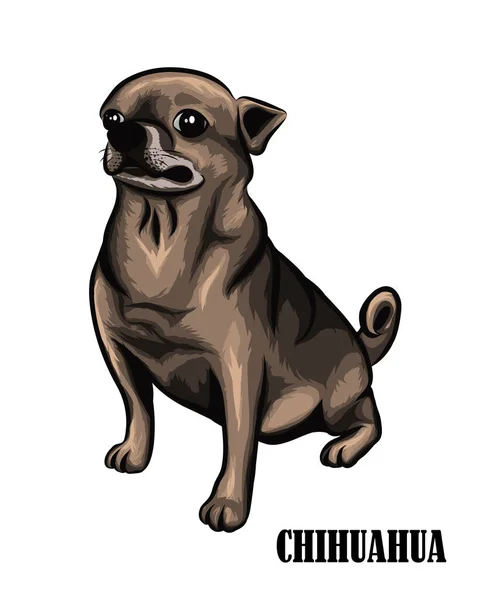 Ilustración Vectorial Del Perro Chihuahua Marrón Está Sentado — Vector de stock