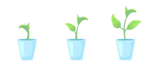 Postavte tři květináče. Zahradní designové prvky. Rostliny rostou. Růst Infographic a evoluce koncepce. Přední pohled vektorové ilustrace na izolovaném bílém pozadí. — Stockový vektor