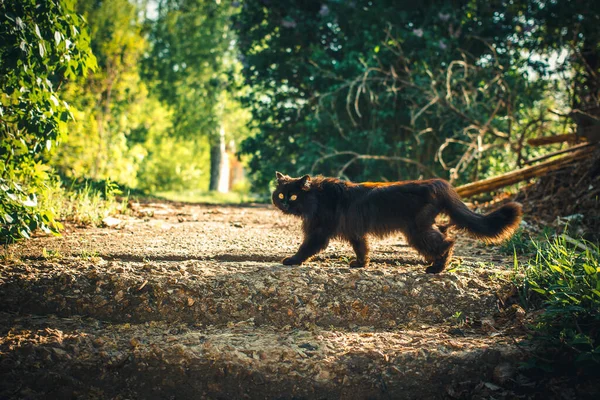 검은 고양이가 녹색 배경으로 길을 건너고 있습니다. 운도좋지 않은 교차로. 밝은 덤불 과 함께 공원의 봄 날입니다. 안전 개념. 그 애완 동물에 대한 노란 눈 — 스톡 사진