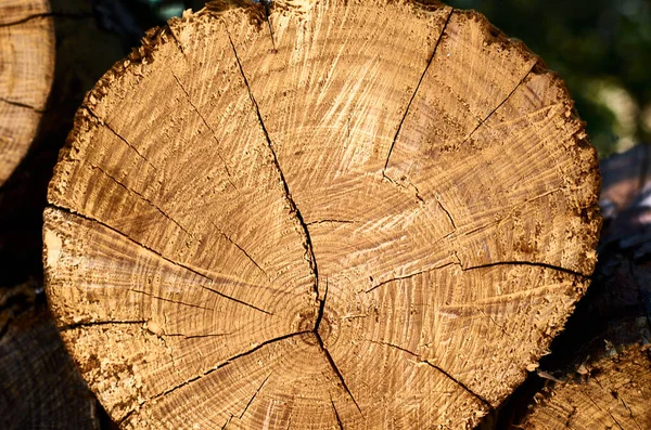 Kışa hazır odun yığını - dış manzara — Stok fotoğraf