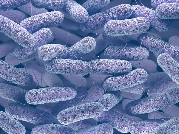 Enterobacteriaceae Família das Bactérias — Fotografia de Stock