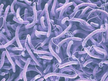 Vibrio Cholerae bakteri