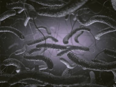 Vibrio Cholerae bakteri