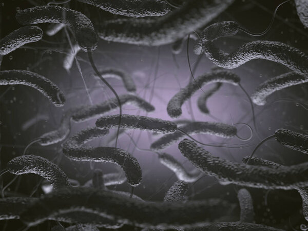 Vibrio Cholerae Bacteria