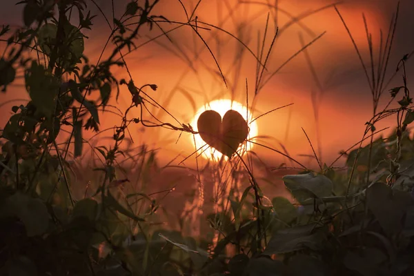 The Heart Of Nature — Stock Photo, Image