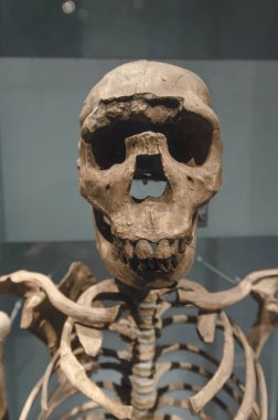 Turkana çocuğu veya Nariokotome çocuk