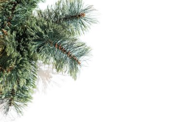 Tepedeki köknar ağacı dalı beyaza izole edilmiş. Yukarıdan görüntüle.