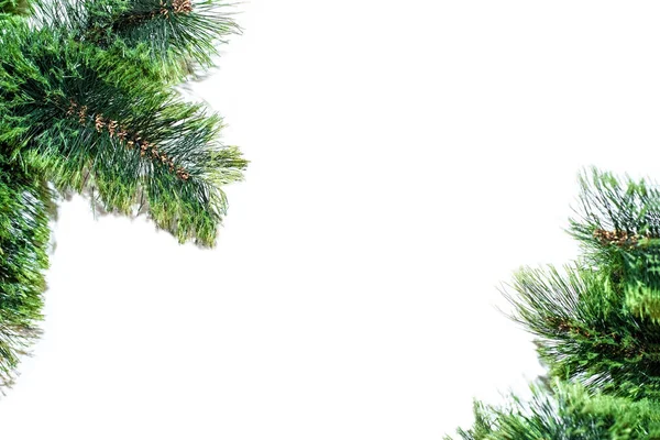 Tepedeki köknar ağacı dalı beyaza izole edilmiş. Yukarıdan görüntüle.