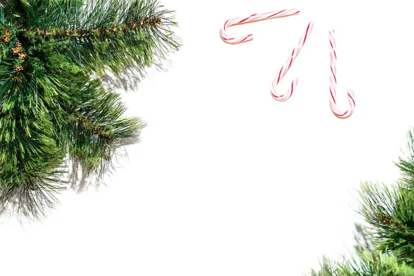 Firavun ağacı dalları beyaz üzerine izole edilmiş yakın köşelerde. Yukarıdan bak. Üç tatlı..