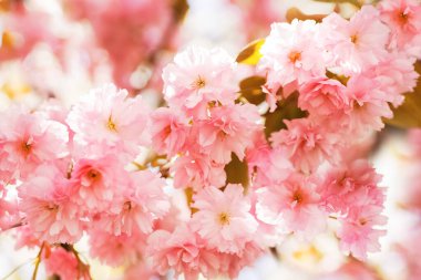 Bir yaz günü pembe elma ağacının dalına yakın çekim.