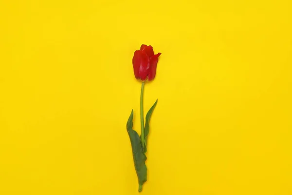 One red flower on a yellow background.