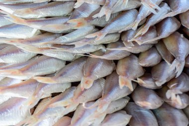 Balık pazarında yumurtalı balık satışı